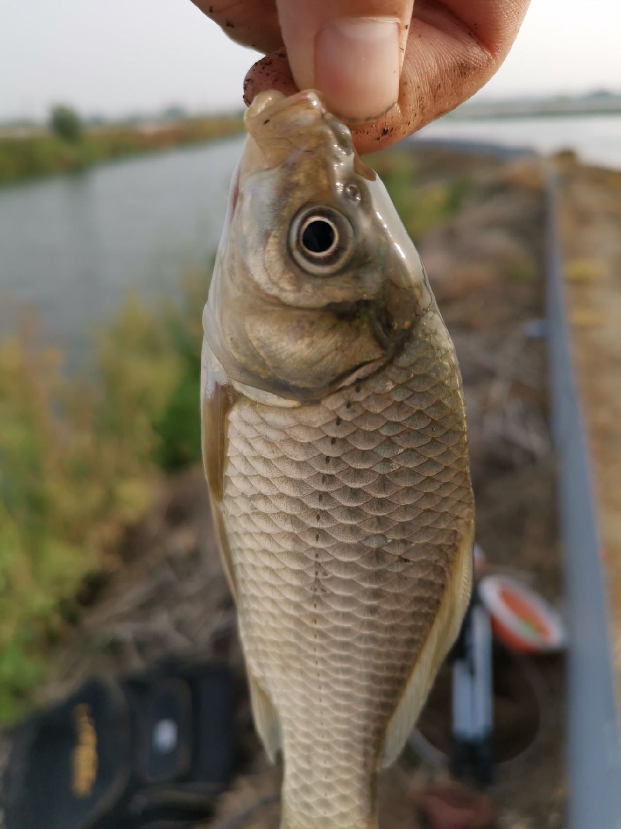 野河大板鲫钓着过瘾还好吃,野河大板鲫喜欢吃什么样的饵料