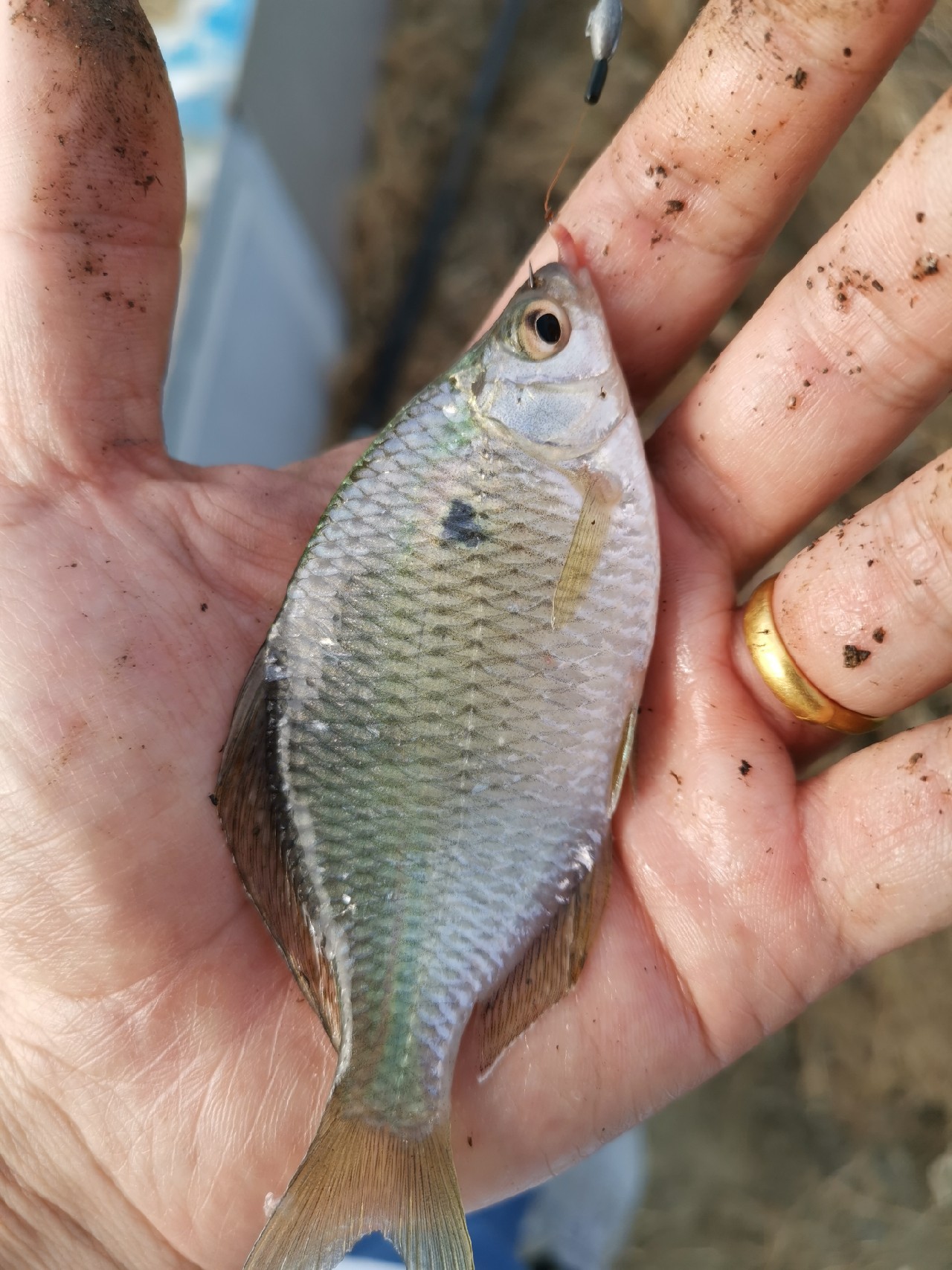 野河大板鲫钓着过瘾还好吃,野河大板鲫喜欢吃什么样的饵料