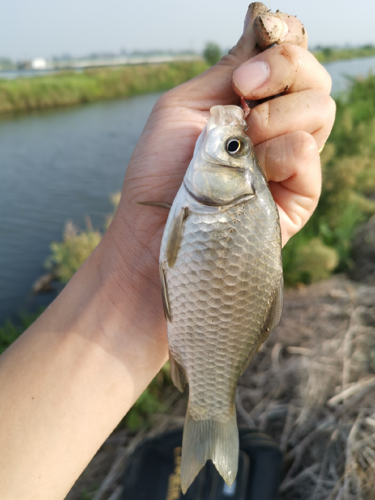 野河大板鲫钓着过瘾还好吃,野河大板鲫喜欢吃什么样的饵料