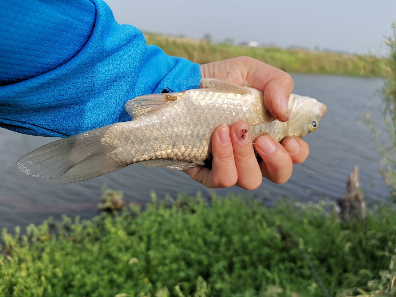 野河大板鲫钓着过瘾还好吃,野河大板鲫喜欢吃什么样的饵料
