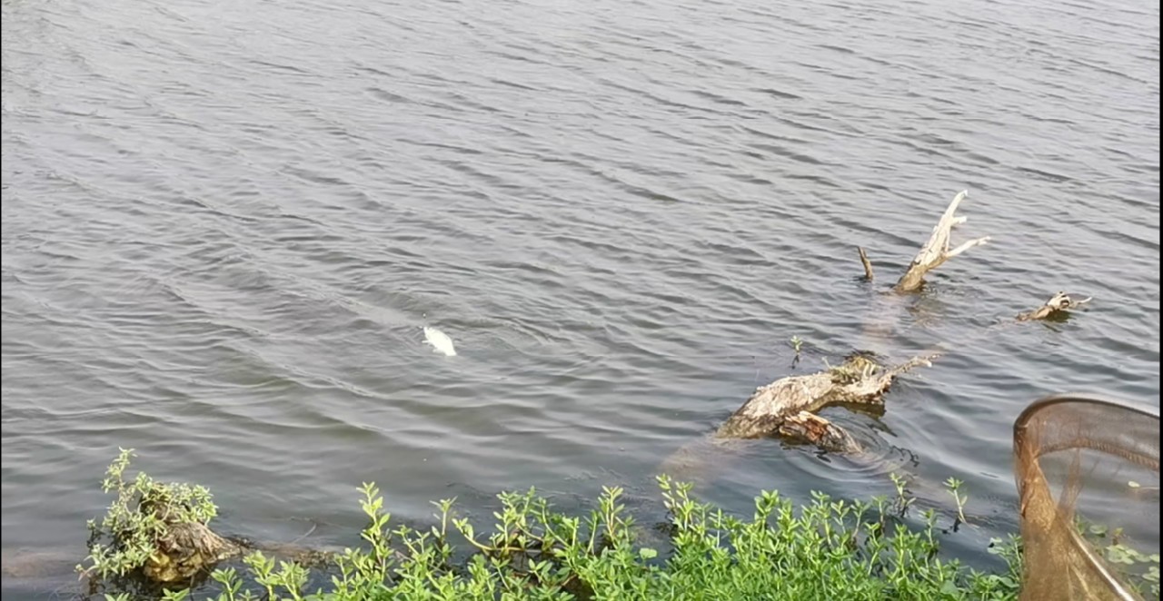 野河大板鲫钓着过瘾还好吃,野河大板鲫喜欢吃什么样的饵料