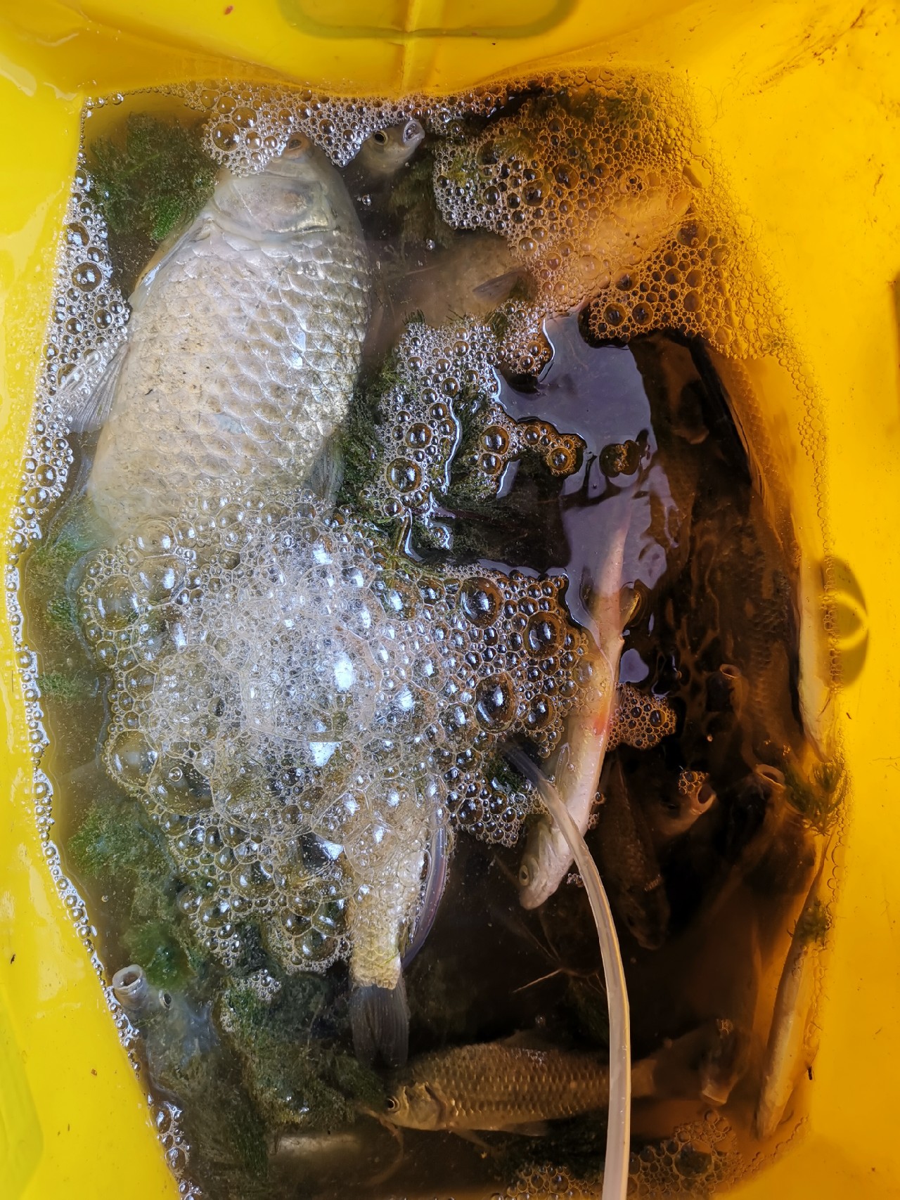 野河大板鲫钓着过瘾还好吃,野河大板鲫喜欢吃什么样的饵料