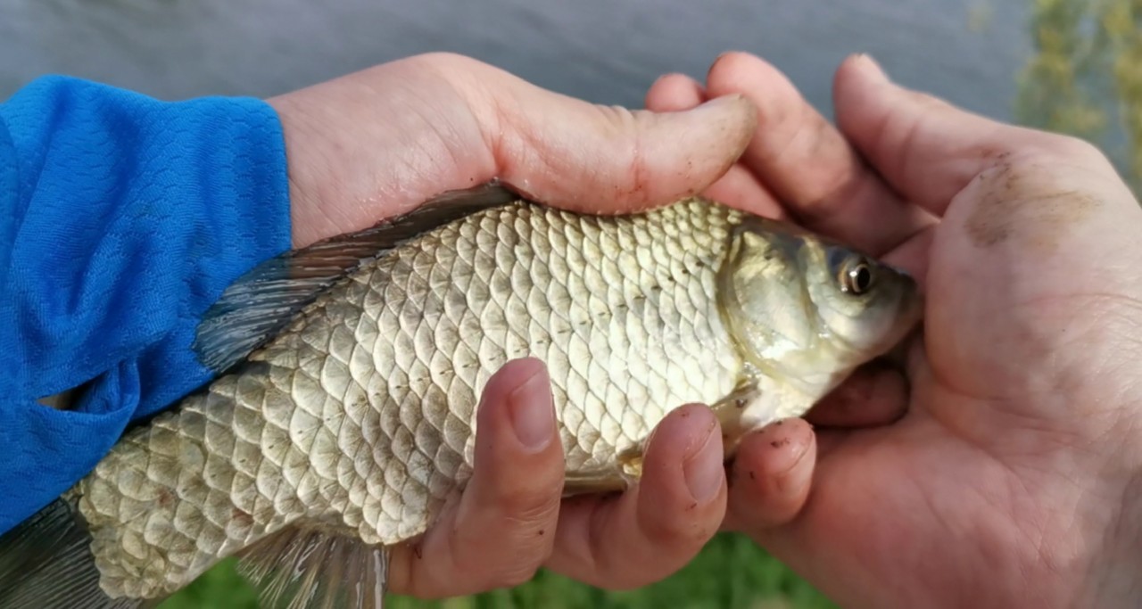 野河大板鲫钓着过瘾还好吃,野河大板鲫喜欢吃什么样的饵料