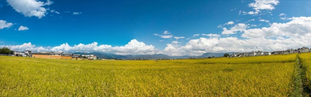 世界观丨在华美国企业家：抱歉，总统先生，我们不走