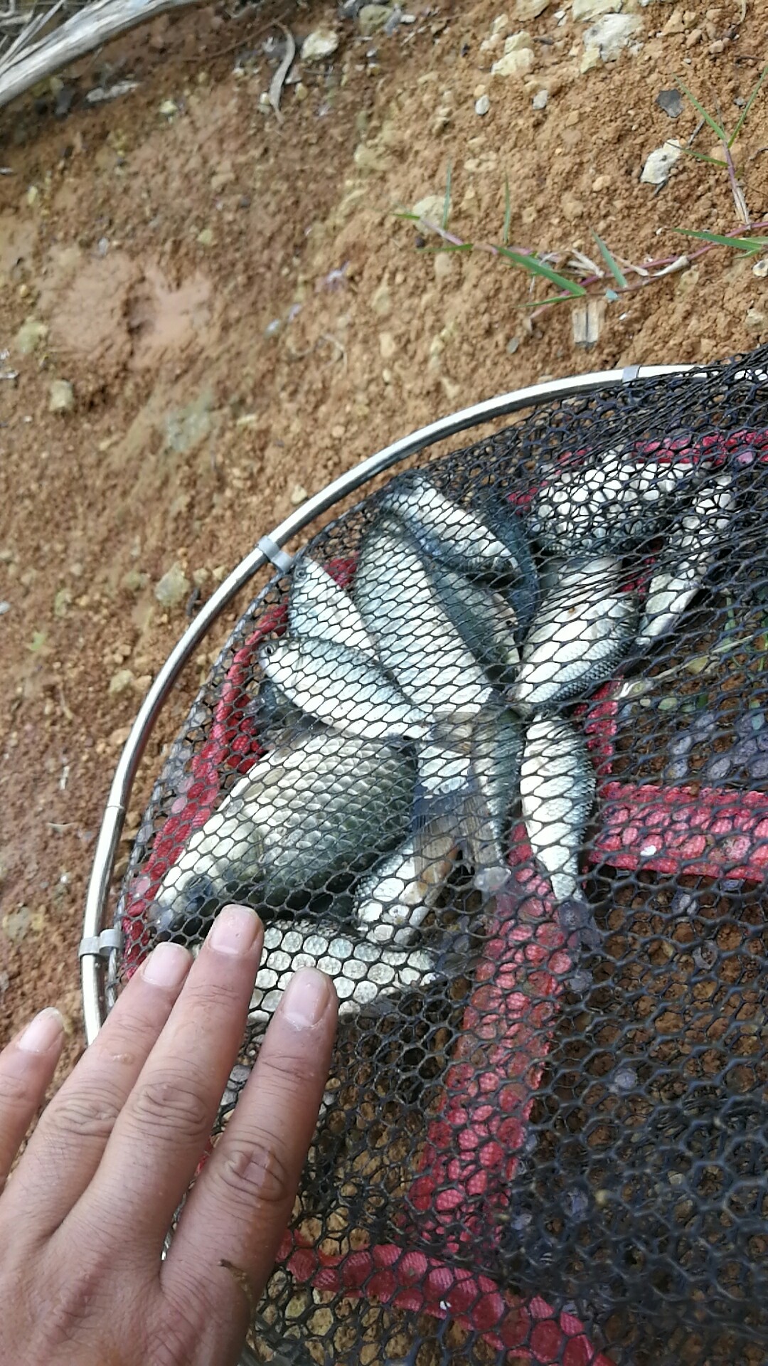 钓鱼爆护口诀100句,为钓鱼付出过哪些努力