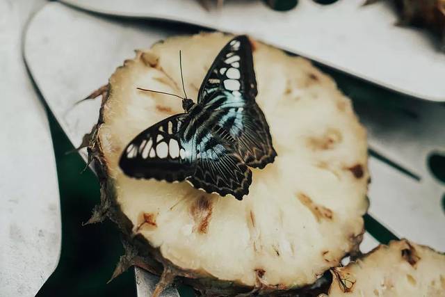 新加坡最美的机场有什么好玩的,新加坡机场免费观光之旅
