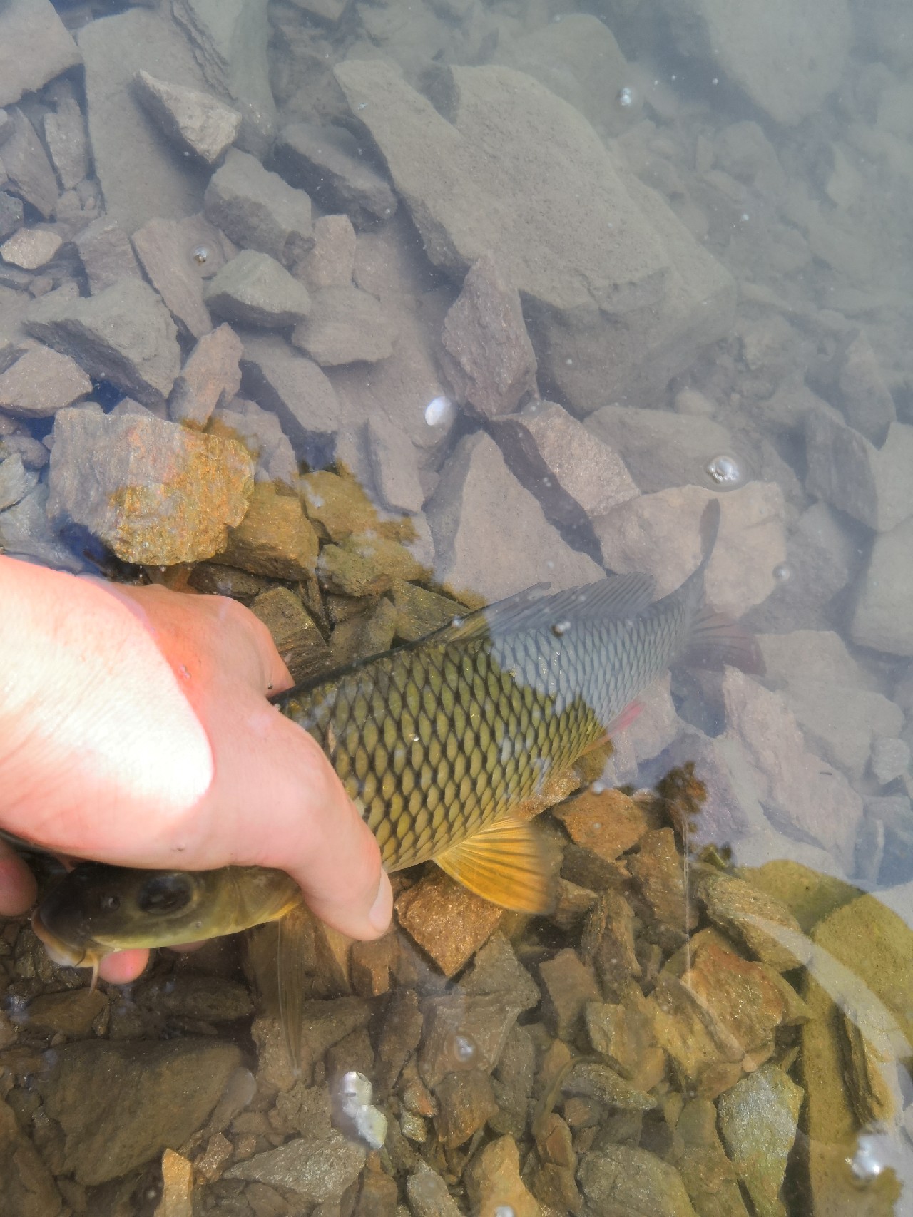 花钱钓鱼鱼可以拿回去吗,钓鱼珍惜资源才是王道