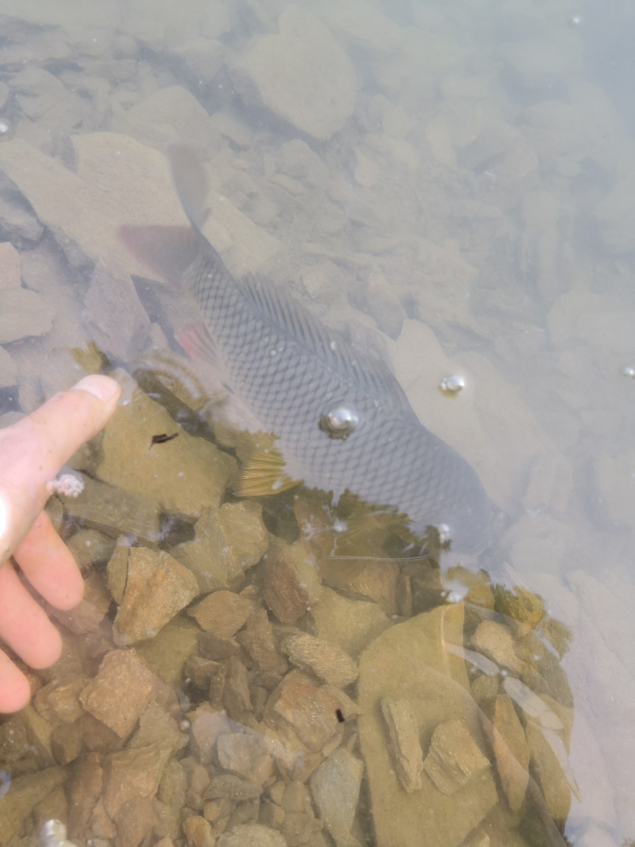 花钱钓鱼鱼可以拿回去吗,钓鱼珍惜资源才是王道