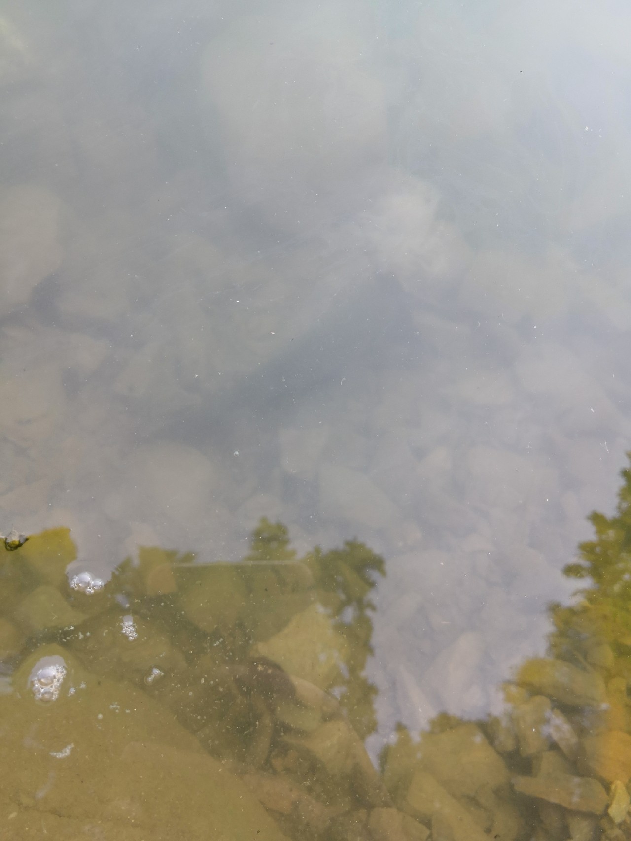 花钱钓鱼鱼可以拿回去吗,钓鱼珍惜资源才是王道