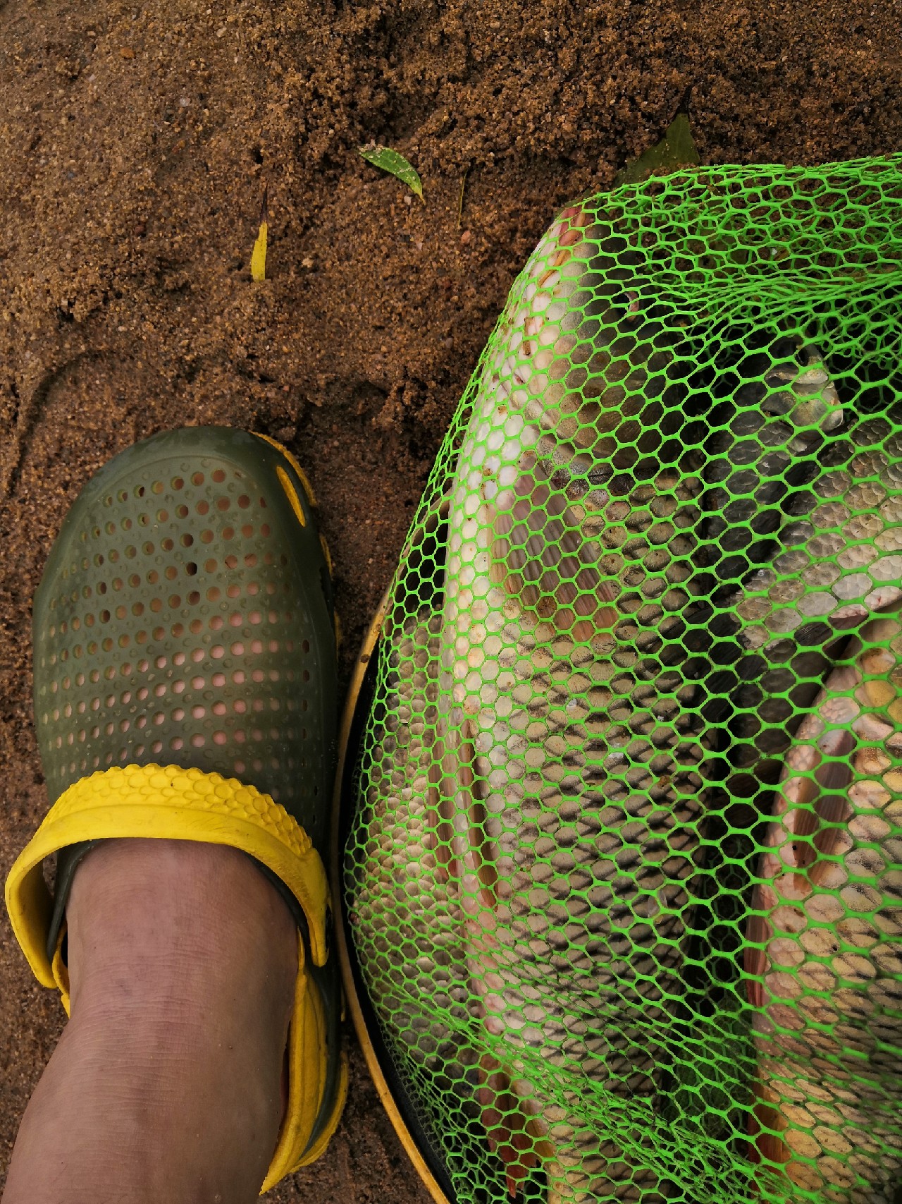 花钱钓鱼鱼可以拿回去吗,钓鱼珍惜资源才是王道