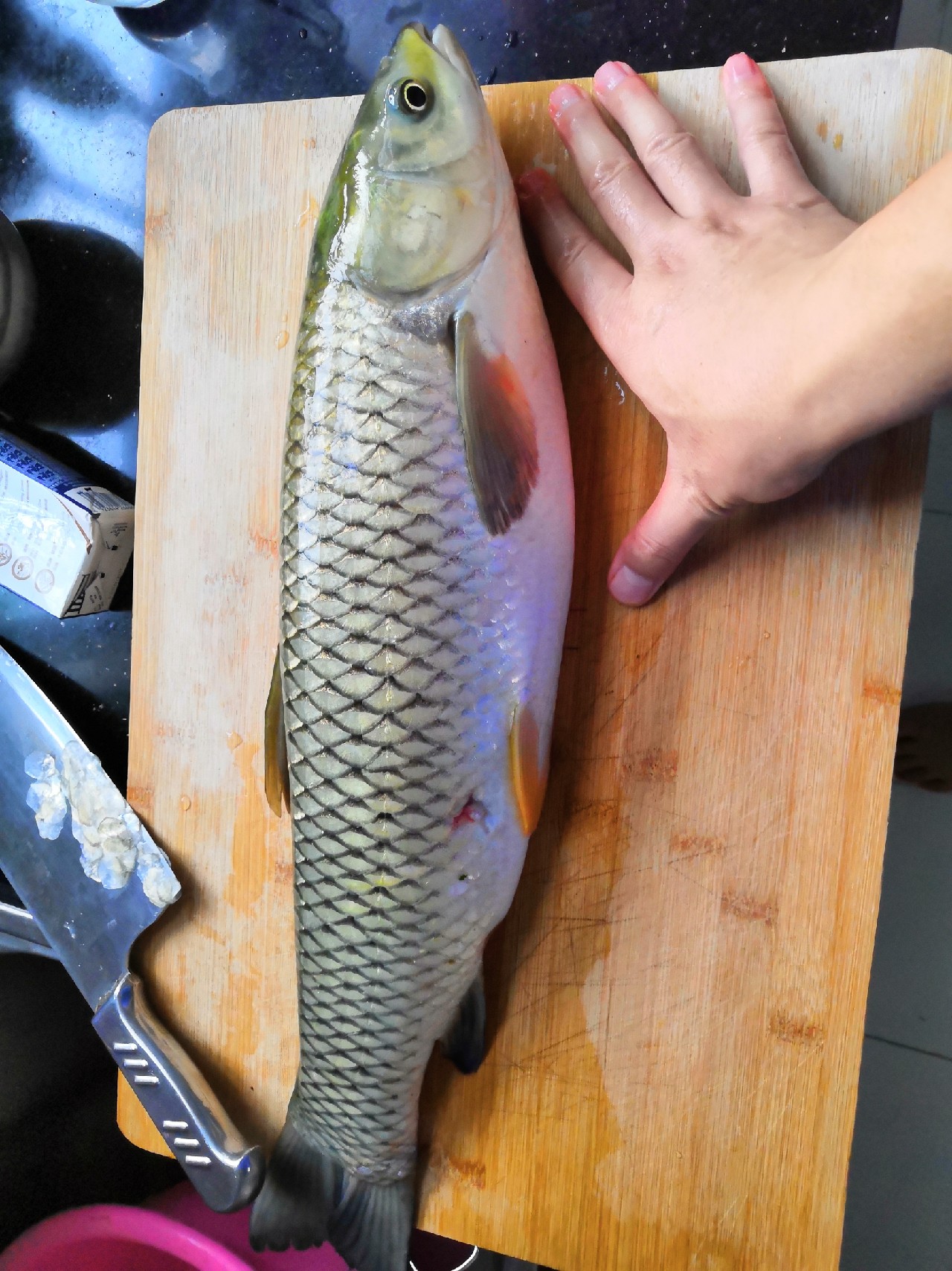 花钱钓鱼鱼可以拿回去吗,钓鱼珍惜资源才是王道