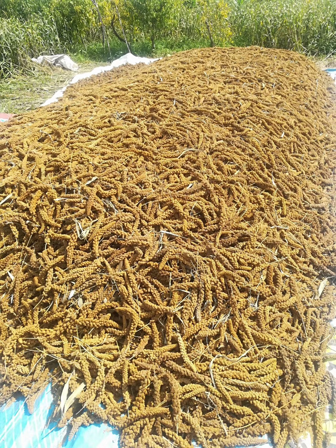 怎么才能熬出又香又糊的小米粥,小米粥如何煮出来的好喝