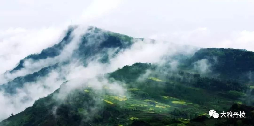 丹棱新水果,2022年新水果品种百香果