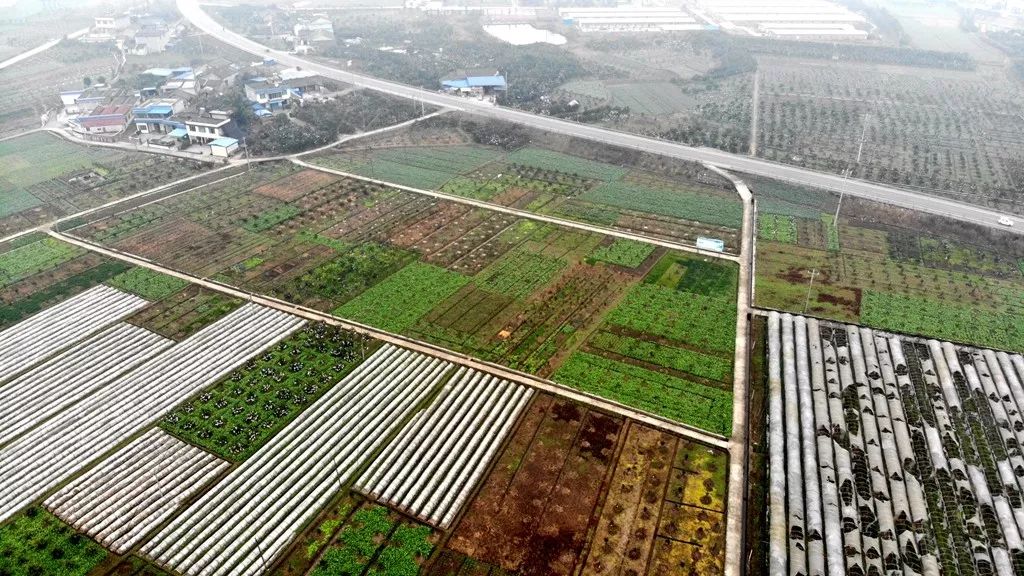 丹棱新水果,2022年新水果品种百香果