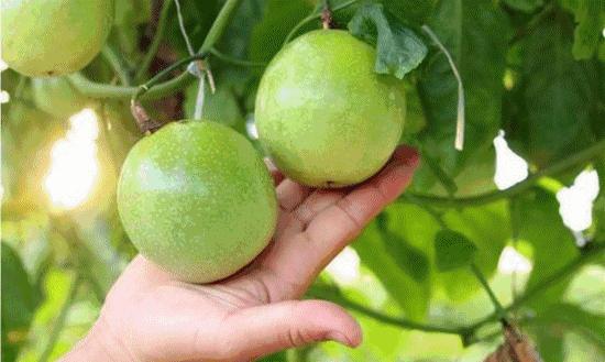 丹棱新水果,2022年新水果品种百香果