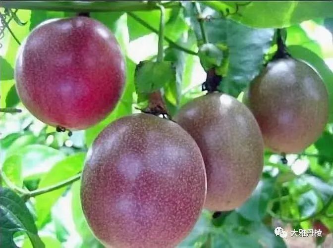 丹棱新水果,2022年新水果品种百香果