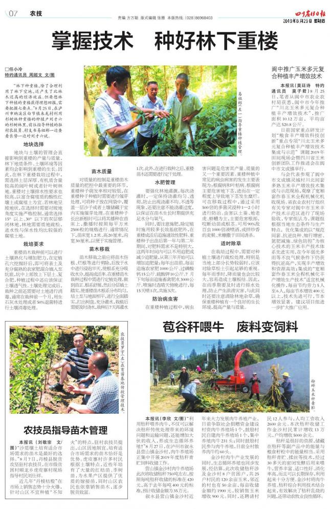 重楼林下种植技术管理,种植重楼的技术全过程