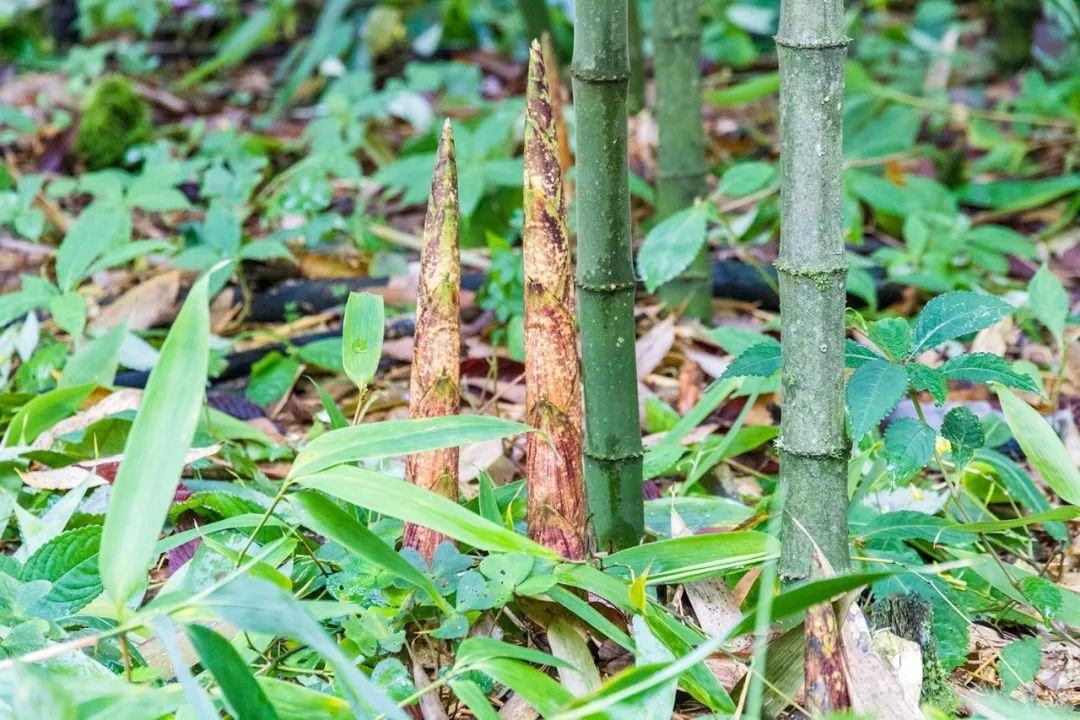 金佛山方竹笋节开幕式,金佛山方竹笋哪家好吃
