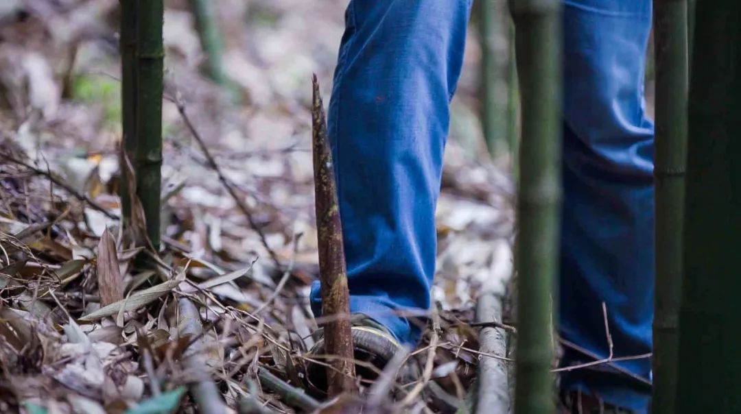 金佛山方竹笋节开幕式,金佛山方竹笋哪家好吃