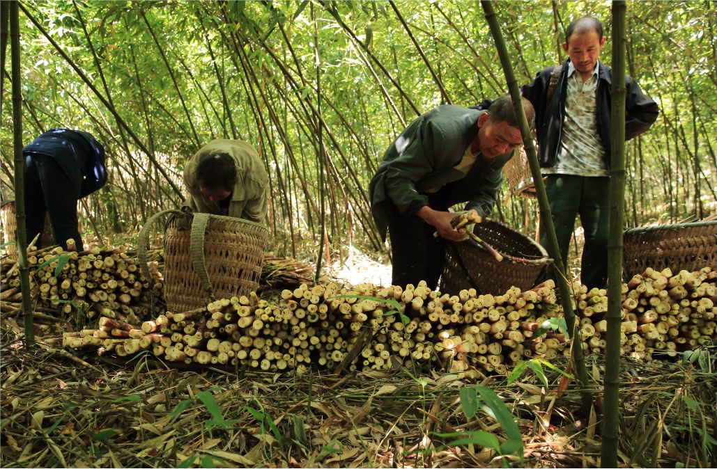 金佛山方竹笋节开幕式,金佛山方竹笋哪家好吃