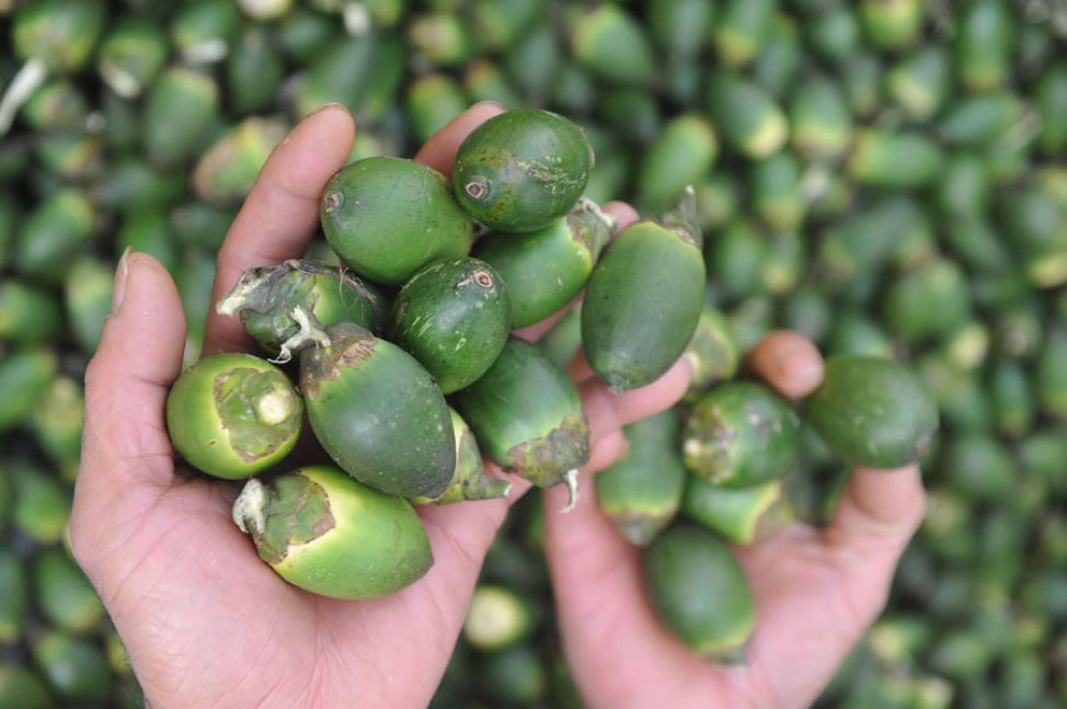 一级致癌物槟榔可以多吃吗,槟榔为什么是一级致癌