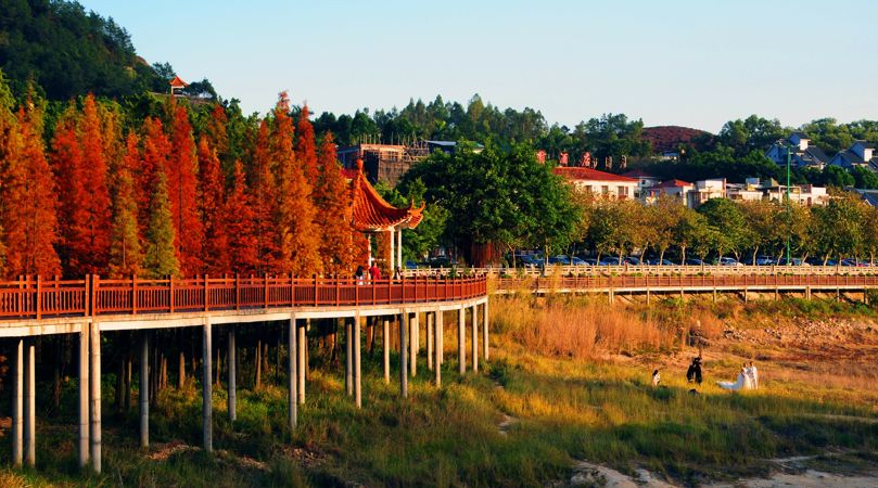 权威发布|这样的花都，太上头了！