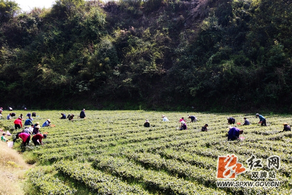 白甸镇特色种植带动农民脱贫增收,双牌特色农业转型