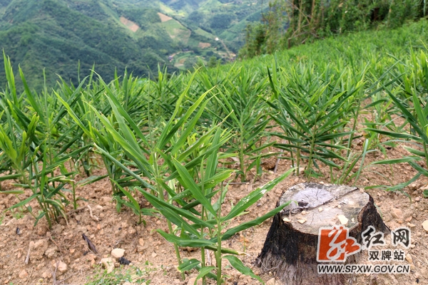 白甸镇特色种植带动农民脱贫增收,双牌特色农业转型