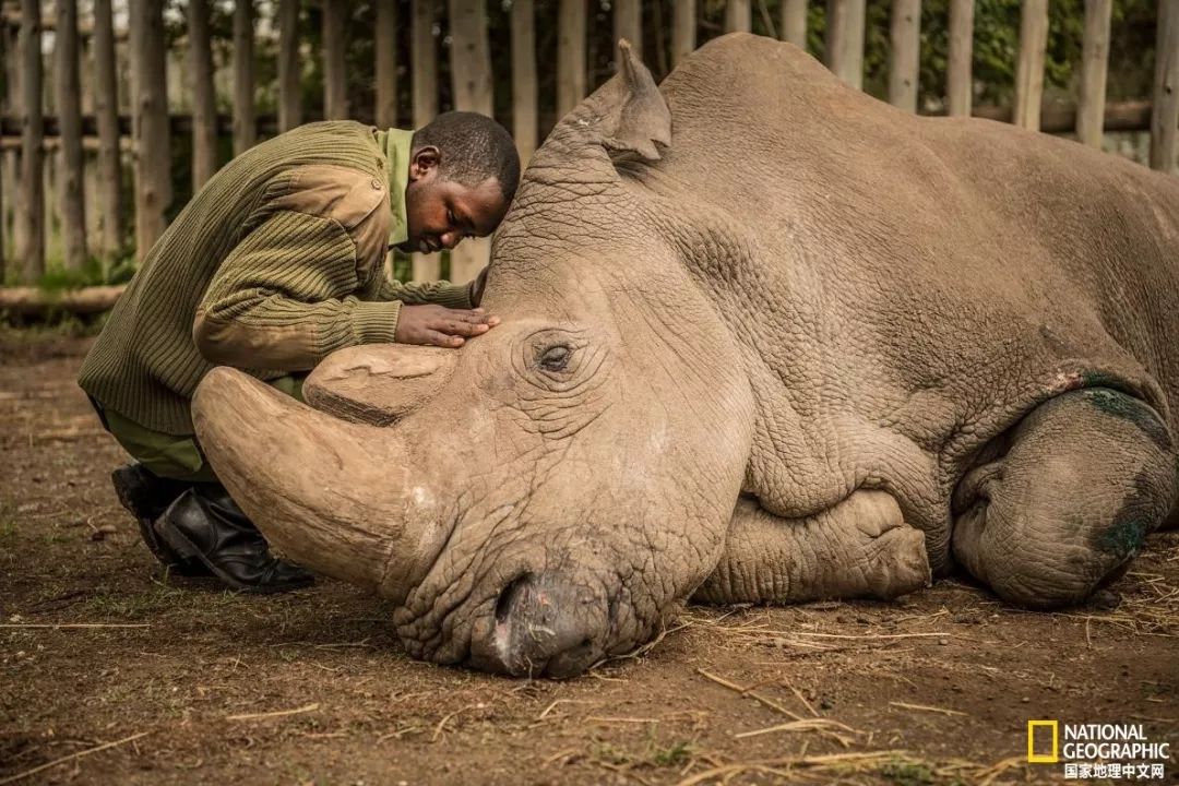 这些犀牛，看一次就忘不掉了