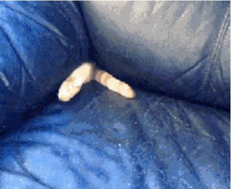 萌翻了！网友亲测猫趴在地上可以有多扁！原来猫的真实形态是液体的…