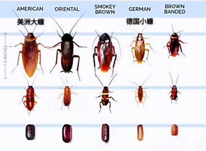 打不死的小强怎么才能消灭它,打不死的小强怎么消灭