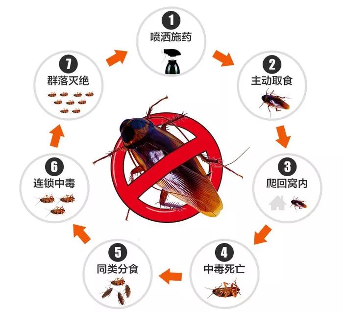 打不死的小强怎么才能消灭它,打不死的小强怎么消灭