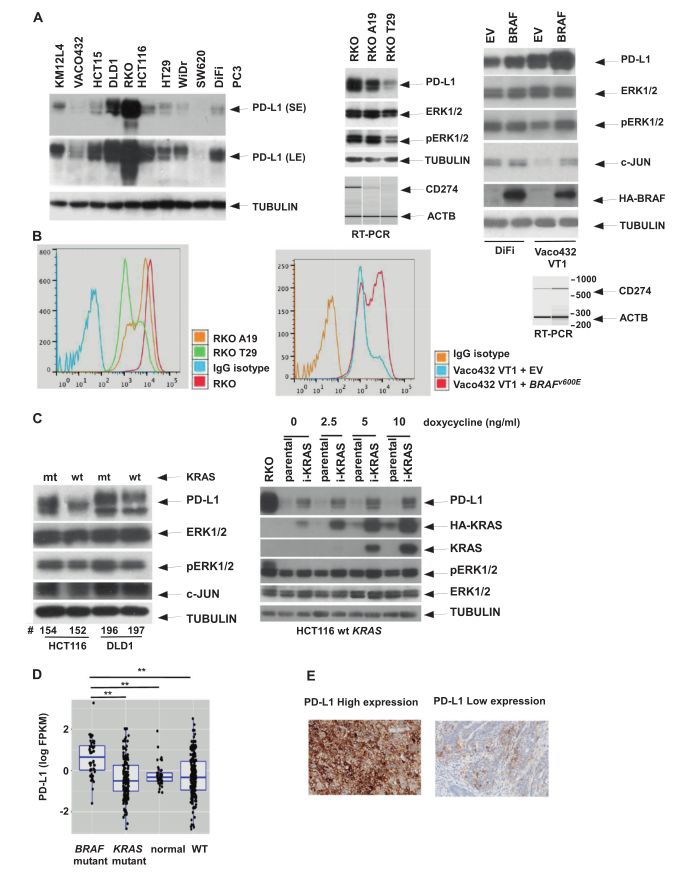 饮食油腻容易得胰腺肿瘤,饮食因素对肠癌的影响
