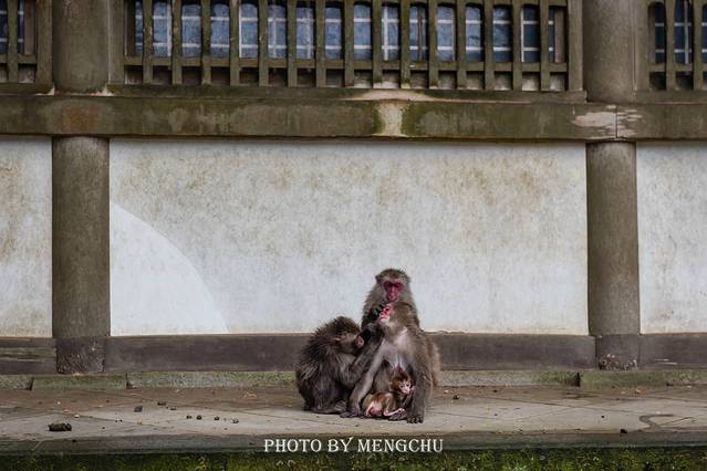 别府温泉和由布院哪个好,日本别府汤布院一日游