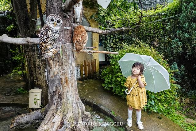 别府温泉和由布院哪个好,日本别府汤布院一日游