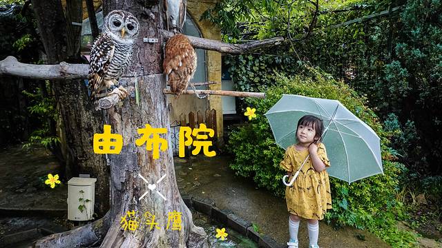 别府温泉和由布院哪个好,日本别府汤布院一日游