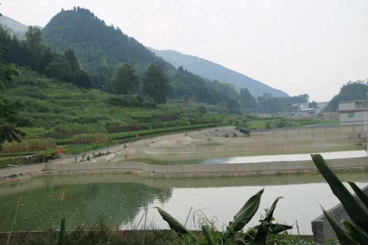 贵州省铜仁市甲鱼养殖基地,贵州铜仁有养殖甲鱼