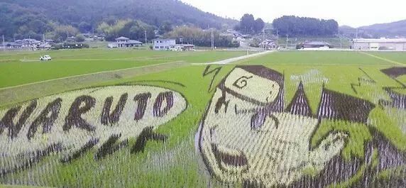 日本人吃什么馅的饺子,日本人教你怎么吃饺子