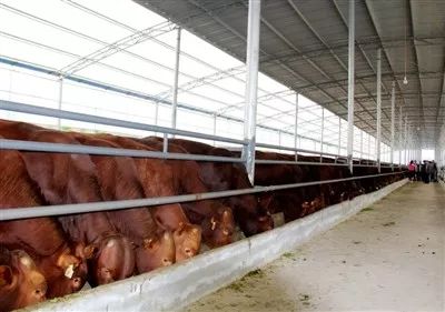 母牛提高产奶量的最佳方法,母牛养殖14个方子