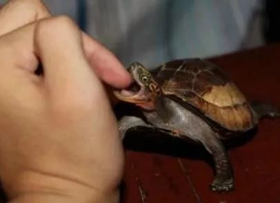 被乌龟咬了要不要打疫苗,乌龟咬了需要打狂犬疫苗吗