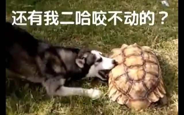 被乌龟咬了要不要打疫苗,乌龟咬了需要打狂犬疫苗吗