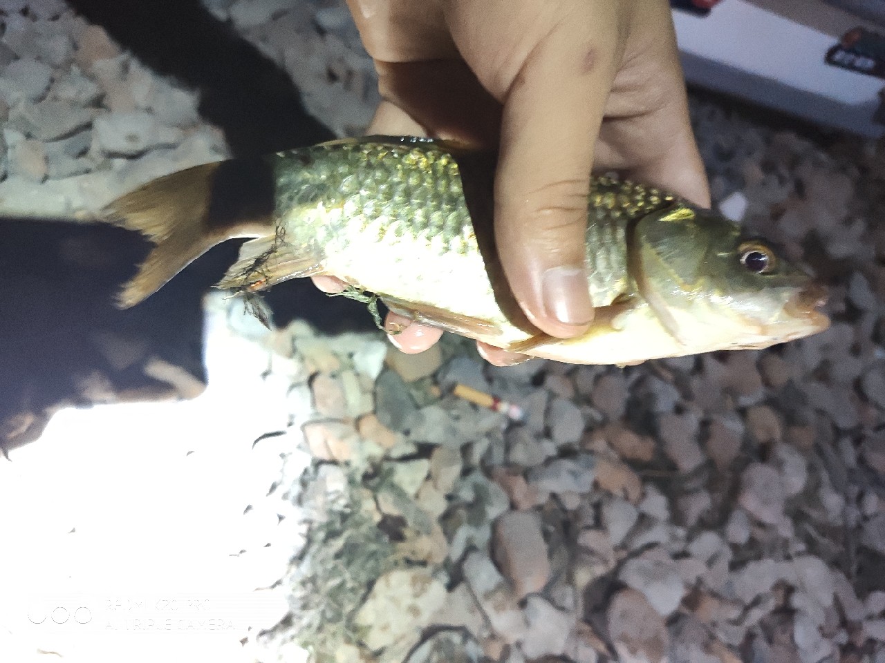 自制黑坑水库饵料,自制拉丝饵料简单