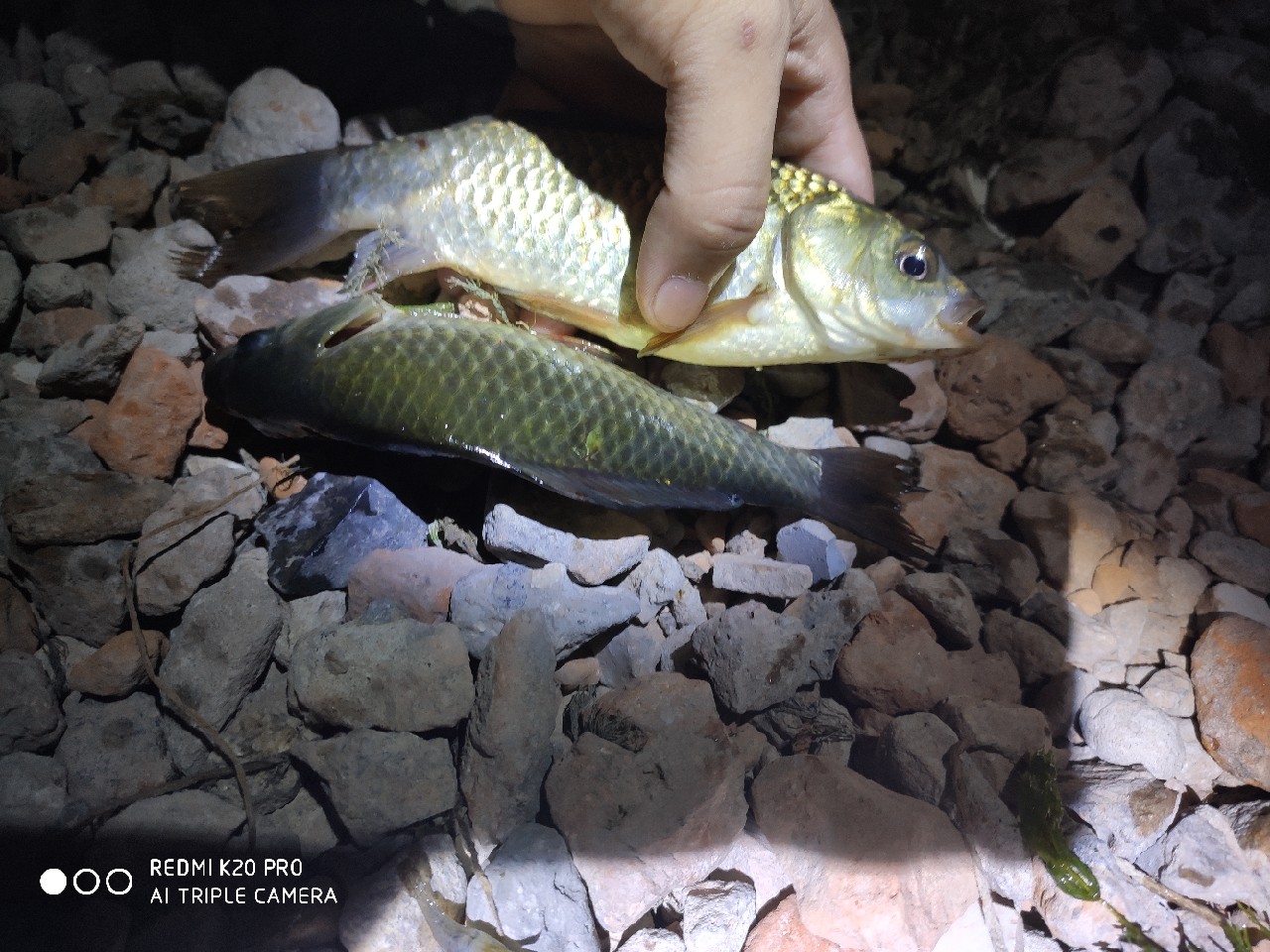 自制黑坑水库饵料,自制拉丝饵料简单