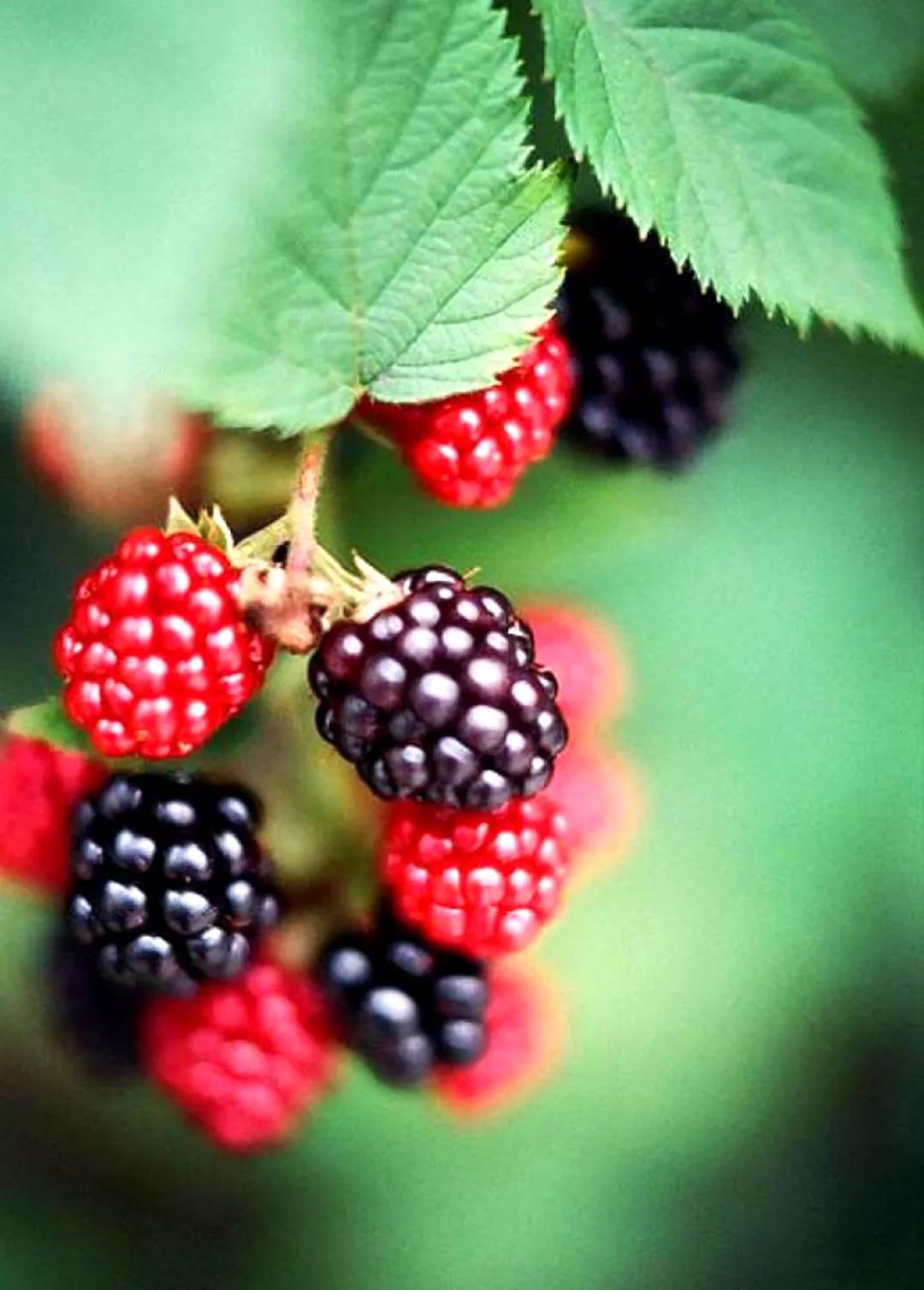 乡情乡韵|德清水乡桑事