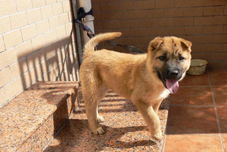 土狗贩子买的狗都拿去干嘛了,把狗卖给狗贩子后会怎么处理