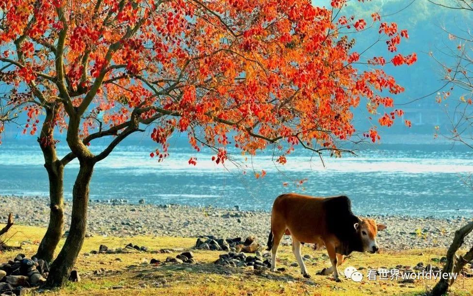 广西今日头条地址,广西有哪些头条自媒体