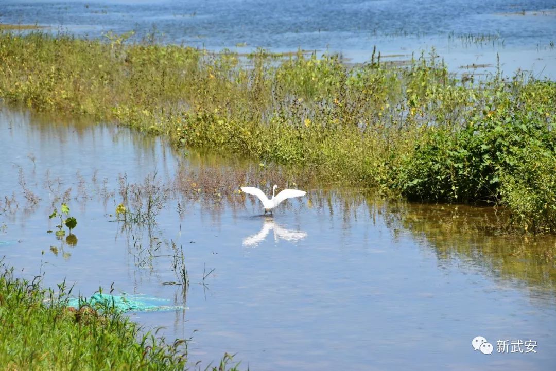 武安清化村南洺河生态走廊,武安洺河生态走廊