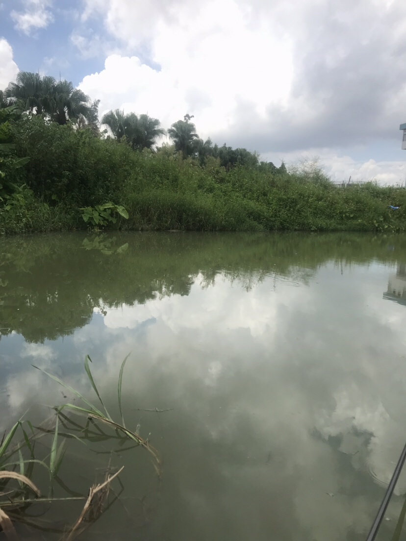 钓罗非防小罗非闹窝,钓罗非怎么避小罗非闹窝