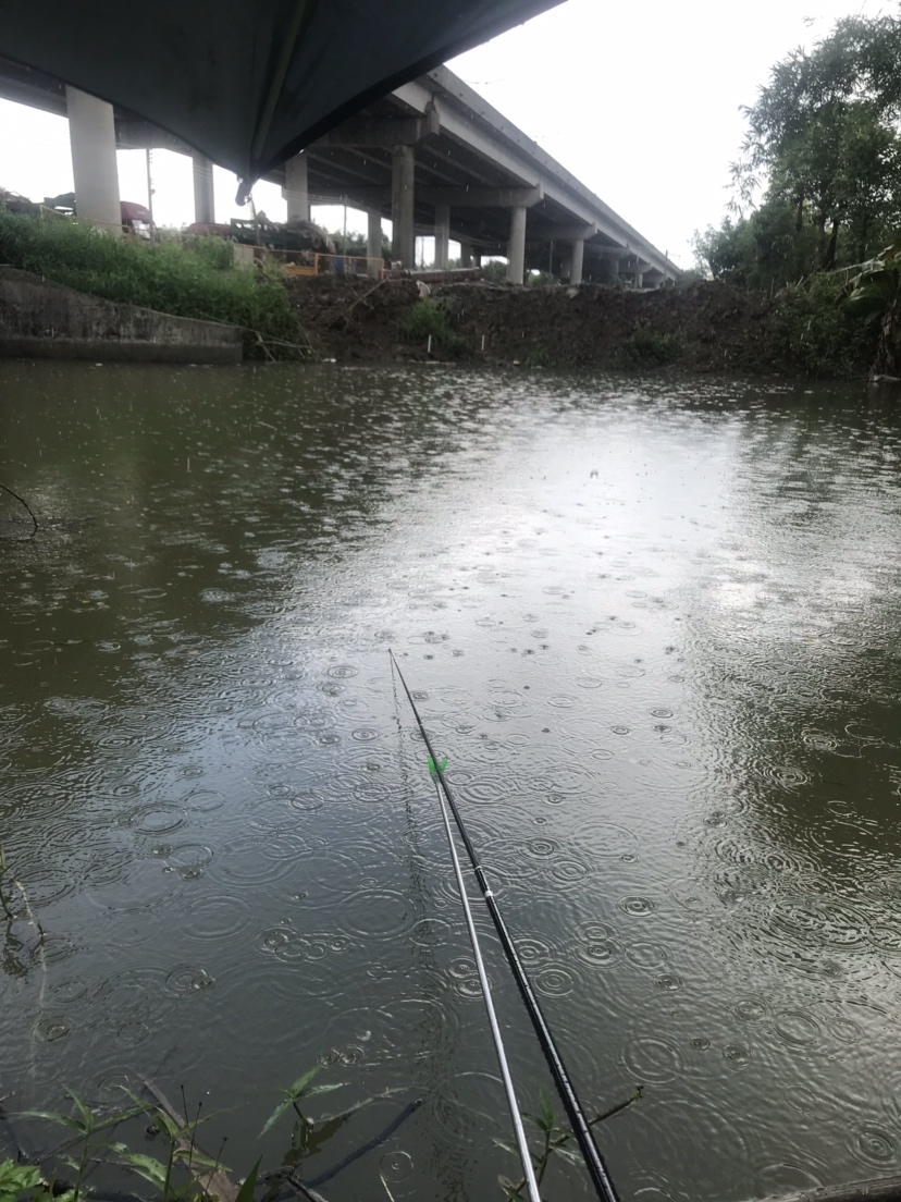 钓罗非防小罗非闹窝,钓罗非怎么避小罗非闹窝