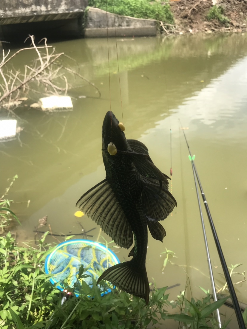 钓罗非防小罗非闹窝,钓罗非怎么避小罗非闹窝